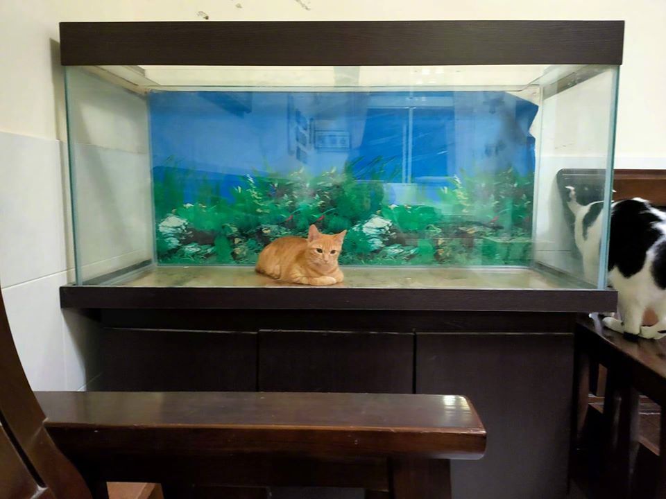 主人把鱼养死了，结果下午刚清洗好鱼缸，出门一会回来就看到这一幕，笑死了！