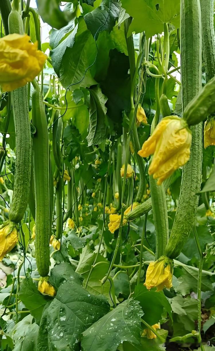 要让丝瓜结得多，这几步一定要做好。移栽选3至5片真叶的小苗，缓苗速度快，成活率