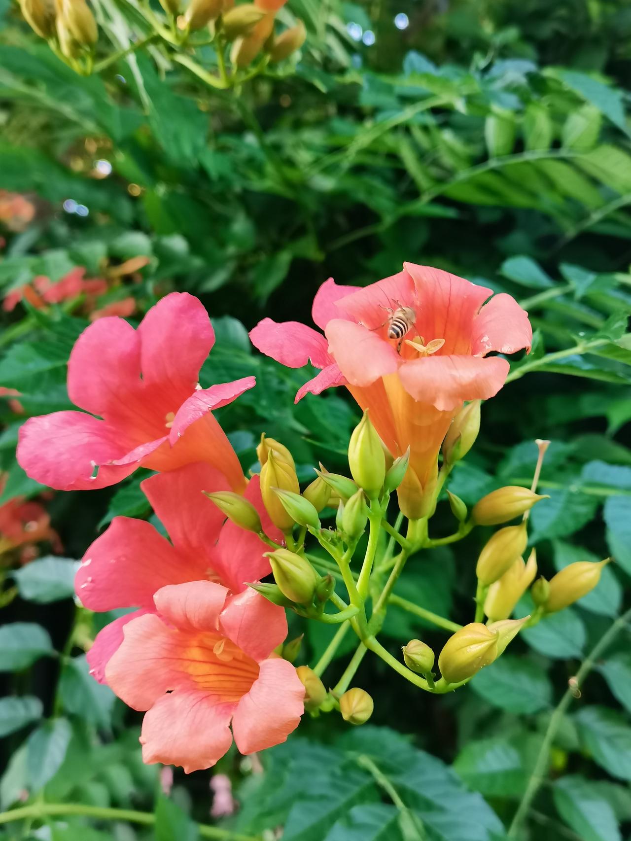 雨后凌霄花凌霄花朵攀高枝，花开红艳蜜蜂痴。傍晚时分不逊色，雨后花红细雨滴