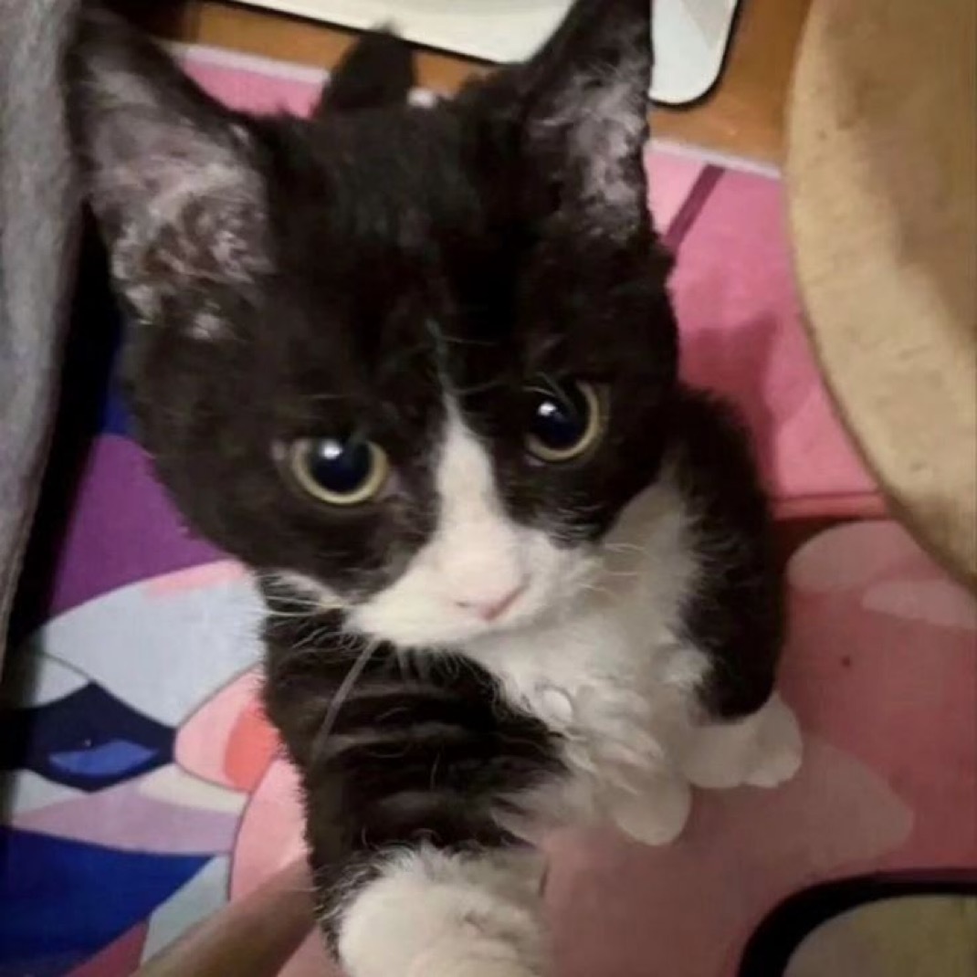 小猫自拍🤳🏻​​​