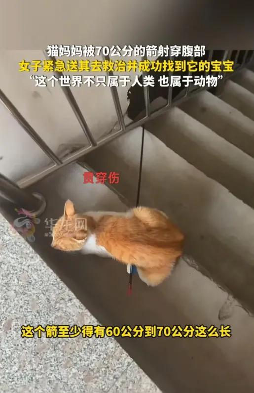 说实话，"心痛"两个字我打不出来。猫妈肚子被一根七十公分的长箭生生贯穿，血都