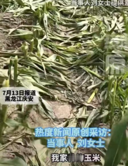 黑龙江，一女子顶着日晒雨淋忙活了一整年，23亩玉米眼看就要灌浆成熟，一夜之间却被