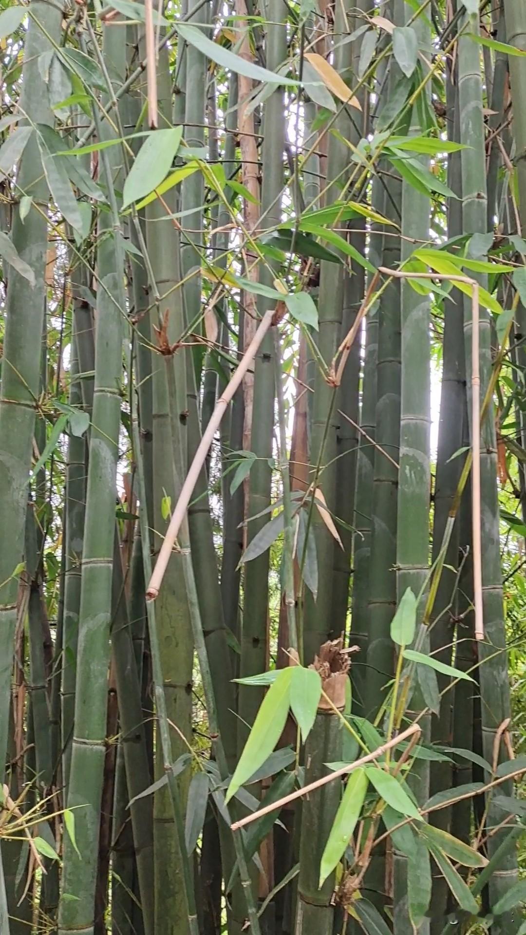 真是服了我老爸，把水果种在大路边。昨天回村，老爸眉飞色舞，他告诉我，他去年种