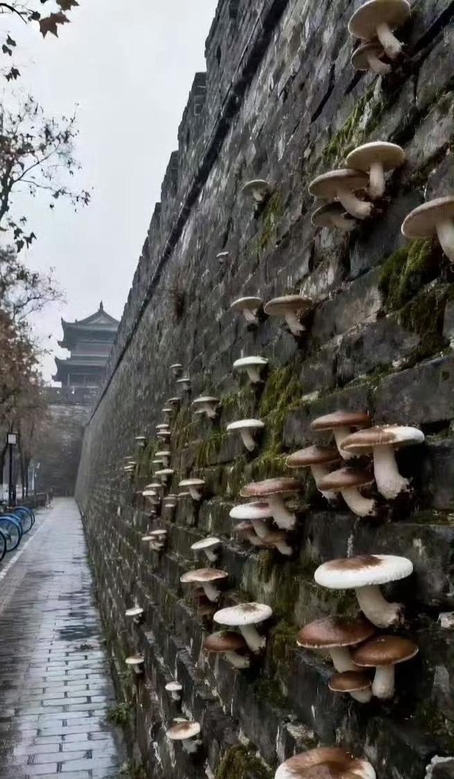 🌧️这轮漫长的降雨属于“华西秋雨”现象。但今年情况比较特殊，主要是副热带高压