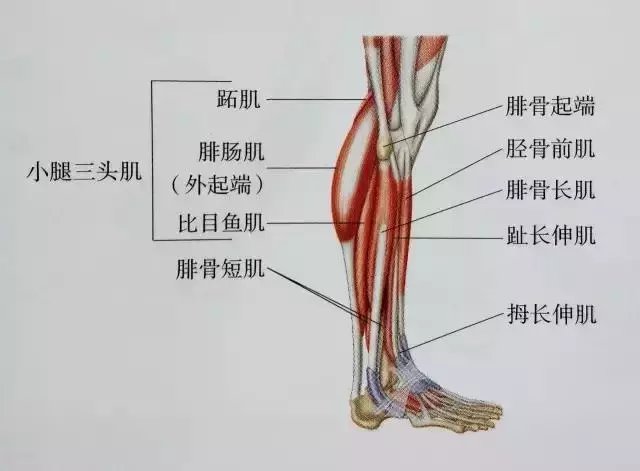 肌肉紧张显小腿粗, 小腿拉伸图解告别疙瘩腿