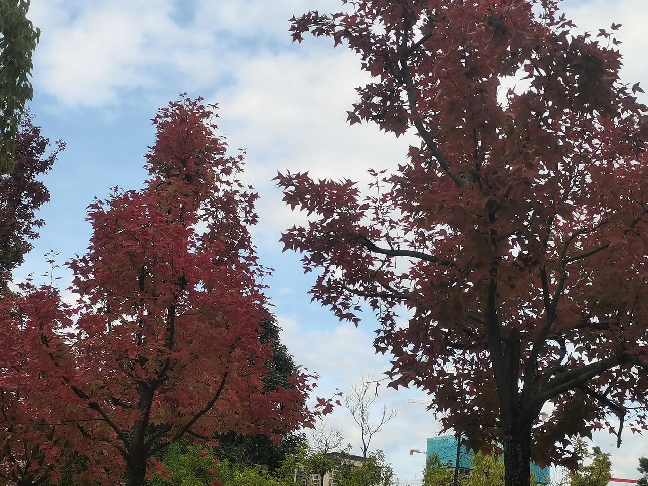 昆明的秋天已经到了昆明的冬天还远吗？个人觉得昆明还没有冬天的，有也只有十天左右