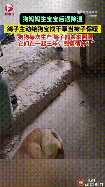 这是我见过最有灵性的鸽子！广东韶关一名女子家里养了一只小狗和一只鸽子，都是雌性，