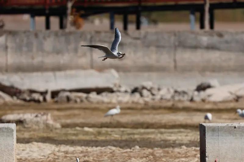 “最担心的事儿居然没发生！”山东一女子去海边瞧海鸥，冷不丁一只海鸥飞到她头上落定