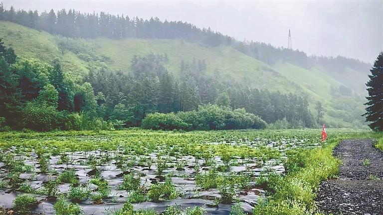 农业新质生产力 绘就粮仓新图景|黑土珍味多佳品 寒地浆果产业兴