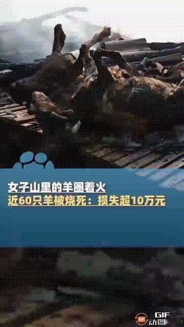 广东韶关一名女子在山里盖了一个羊圈，里面养了一百多只羊，谁料就在她下山回家时，羊