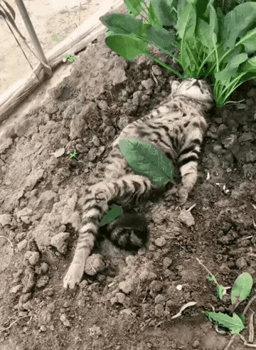 今天去投喂我经常投喂的一只流浪猫，到了它经常出没的地方没有看到它，呼唤了很久也没