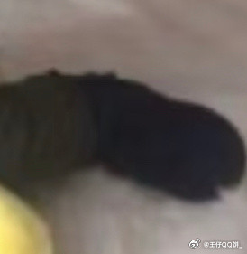 不是我猪他这跟猪蹄的区别是？​​​