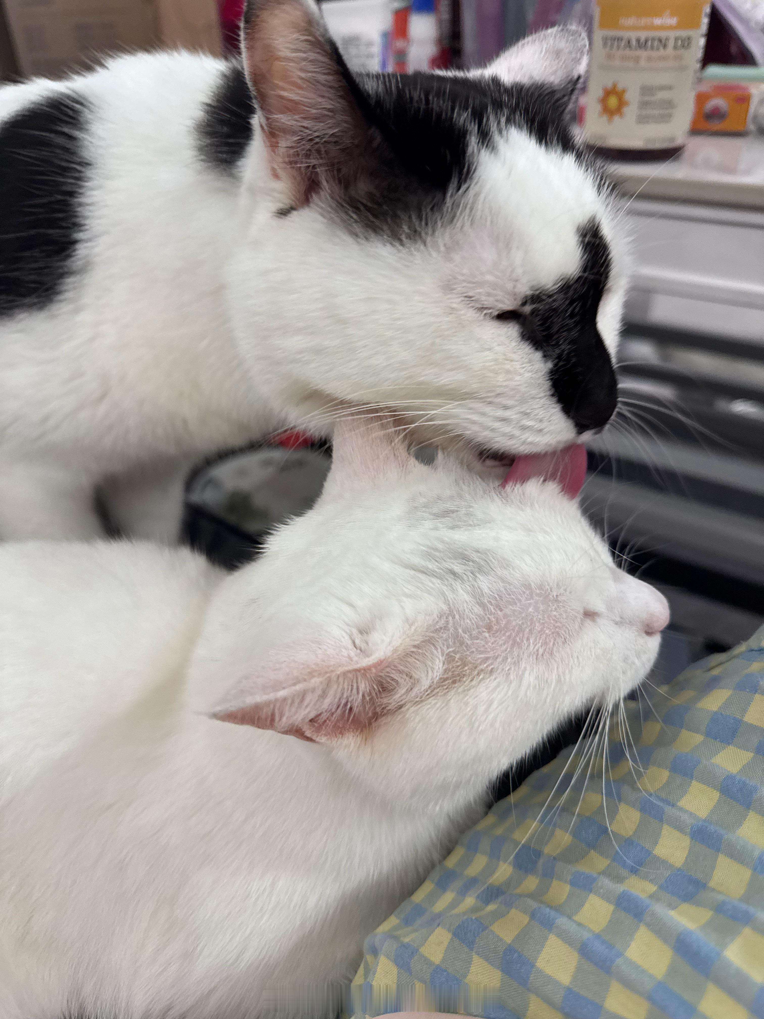 猫咪舔毛的动作会产生内啡肽让它们感觉很愉快，小乖现在很愉快