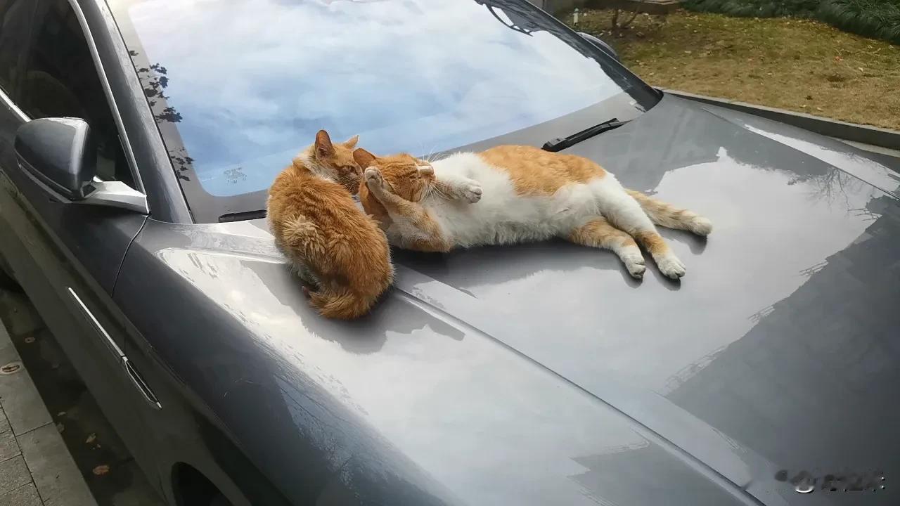 在我家的那只小懒猫身上，总能看到一种独特的悠闲气质。它总会在晴朗的日子里，轻盈地