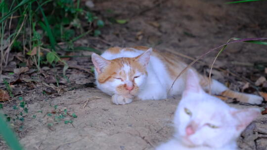 高颜值流浪猫
