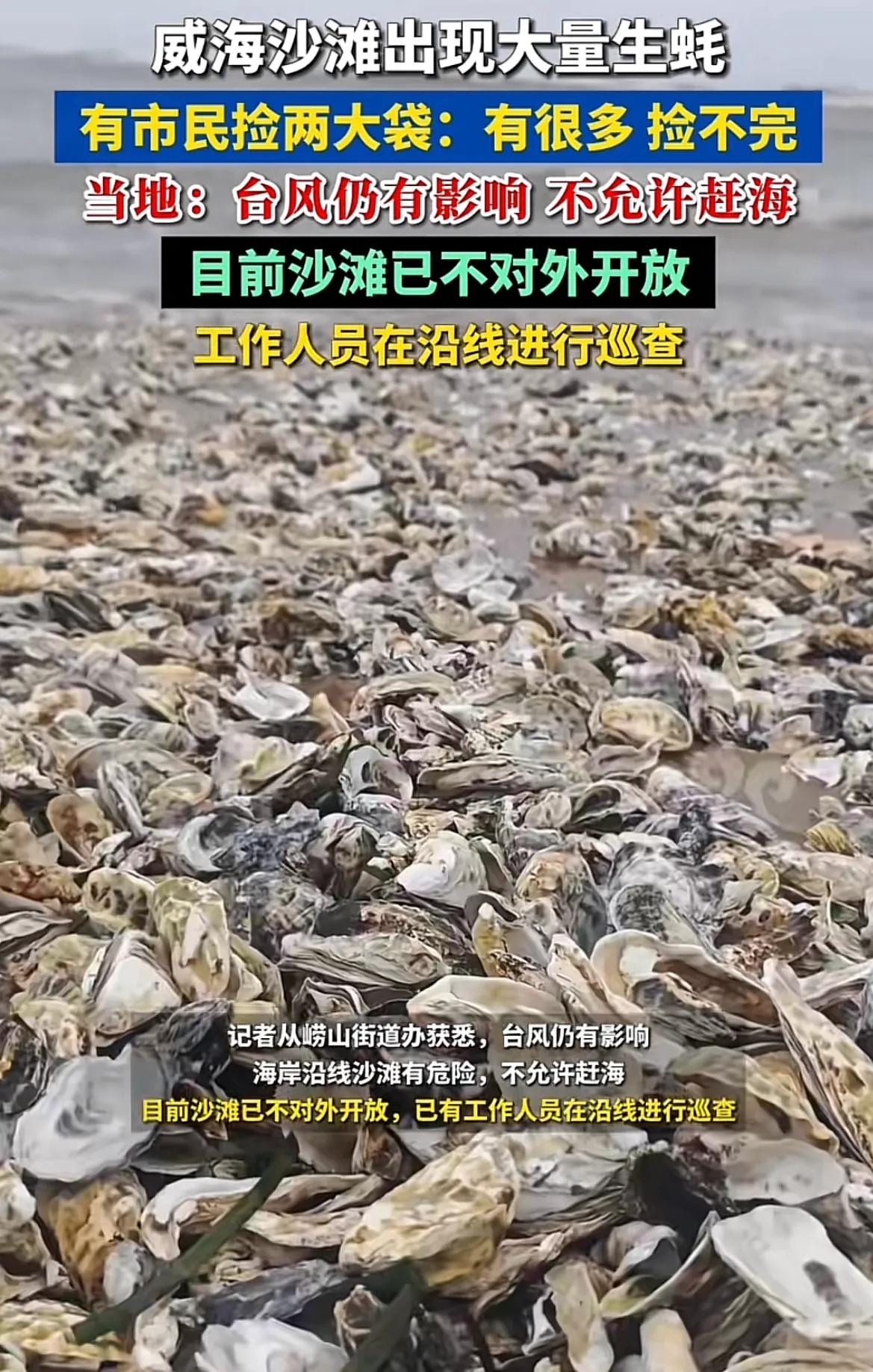 巴威羞答答地从山东走了一遭，烟威沿海的市民就实现海鲜自由了！网友恍然大悟，原来巴