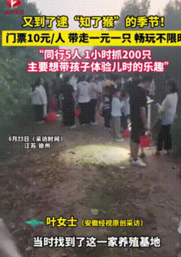 “聪明人干啥都赚钱！”江苏，一家养殖“知了猴”基地，老板竟然以10元一人的门票，