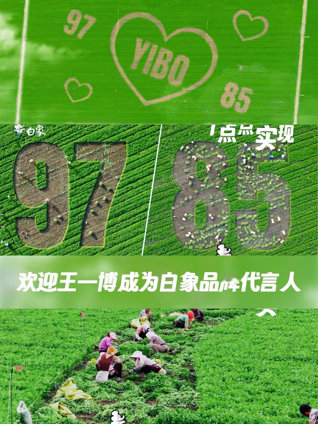 白象种了11亩香菜，官宣王一博成为代言人！一博出道11年，还在早上8点5分官宣合