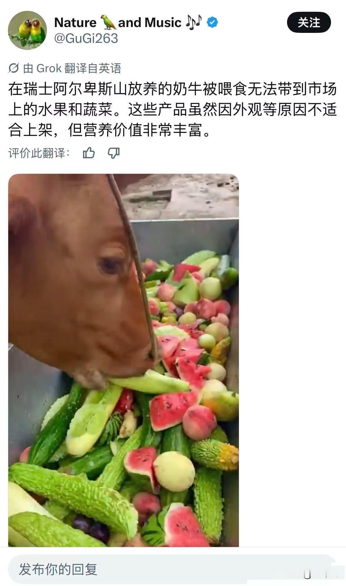 这个外网的欧吹，盗用国内自媒体的视频，配上外语说这是瑞士的牛！视频中说为了验证瑞