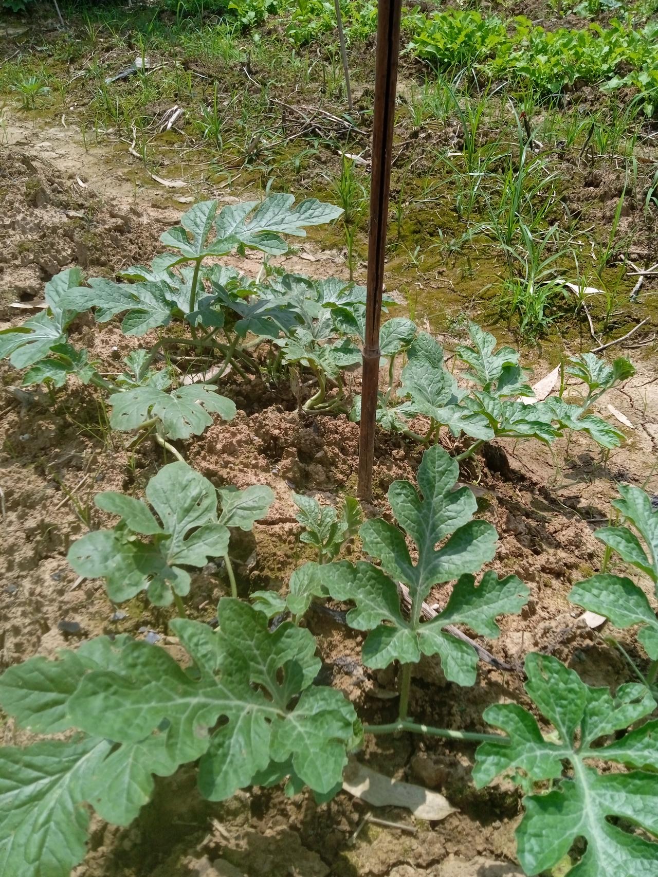 隔壁小妹让她母亲什么也不要干，只管玩，父亲不在了，没有兄弟，说是母亲别给增加负担