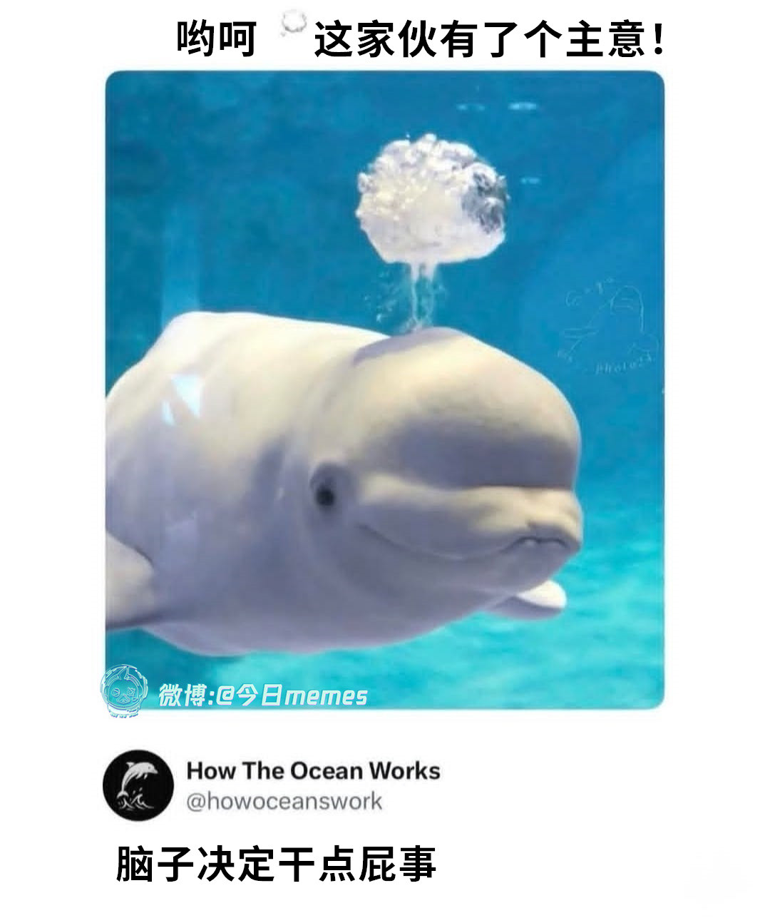 卟噜（9gag）哎呀