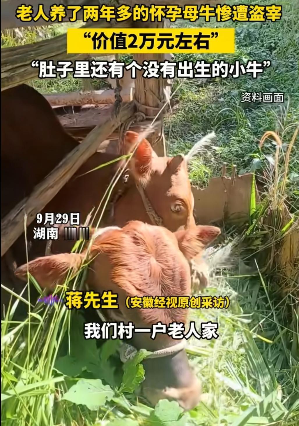 老人养了两年的母牛，还怀孕了，被杀损失2万块钱。湖南郴州，家里没有其他人，就