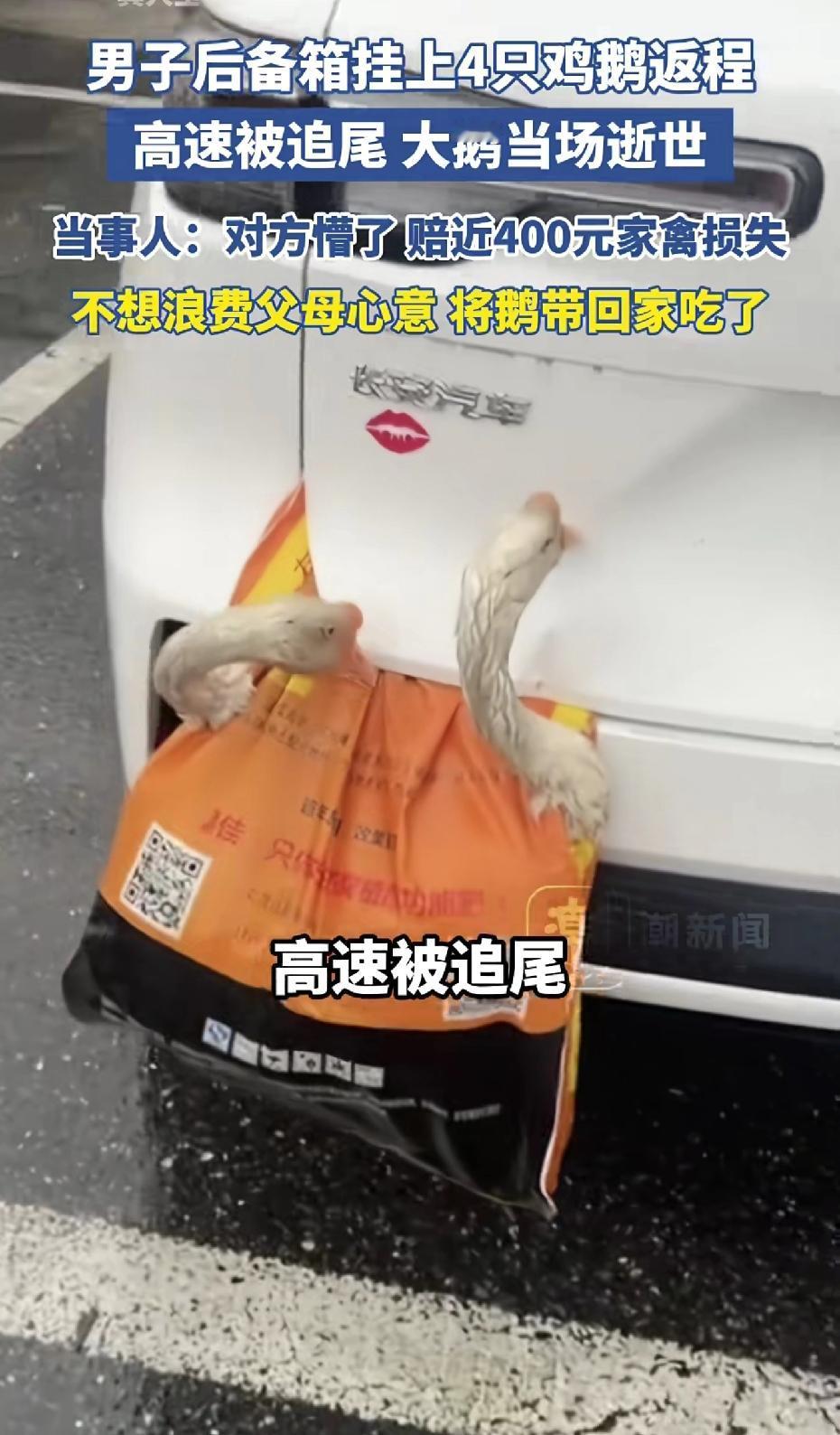 真是让人想不到！湖北一男子过年后返程，后备箱挂着鸡鹅被追尾，大鹅当场没了！父母