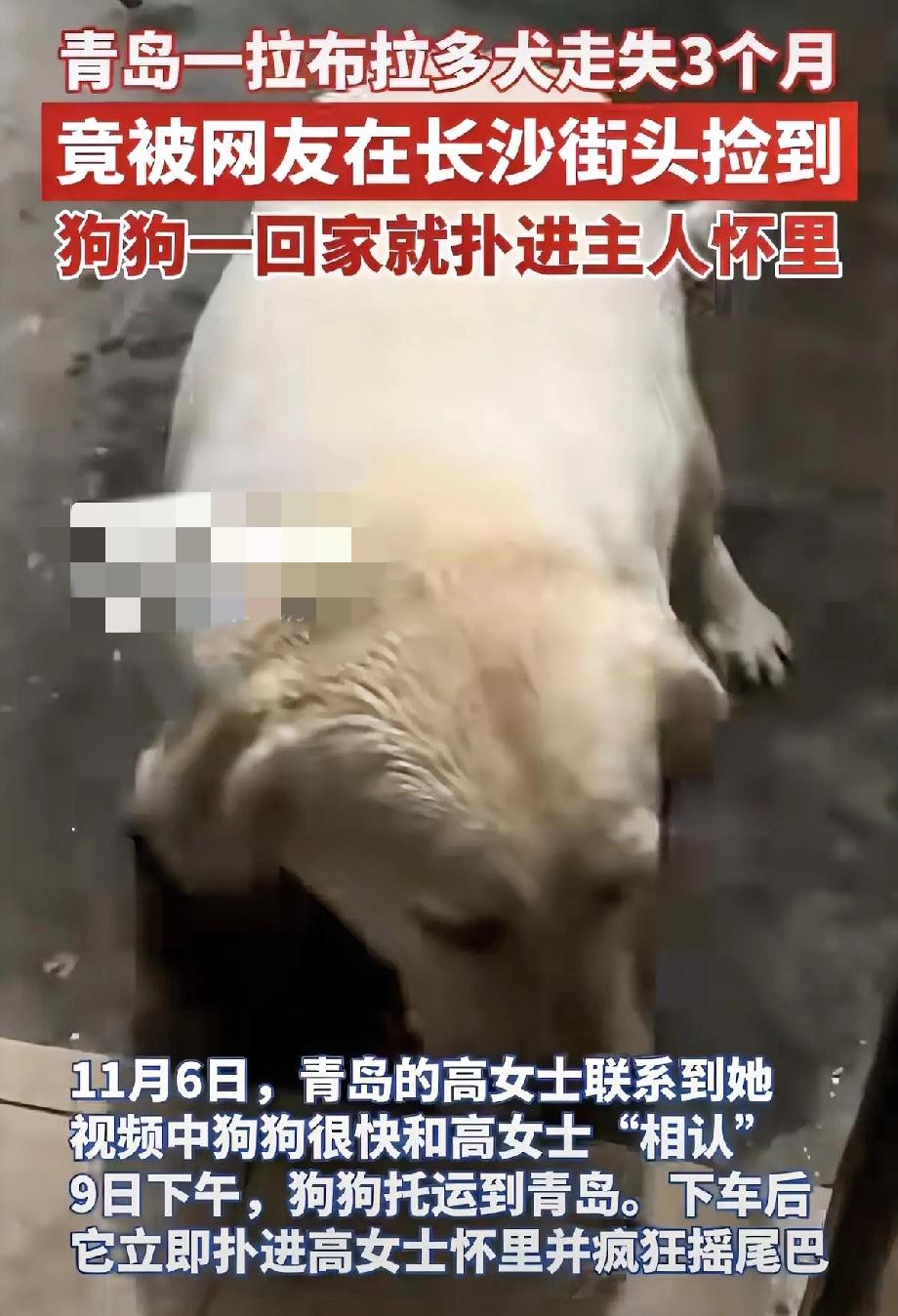 在青岛走失的狗子，三个月后竟然在长沙被找到了！狗命也太好了吧！在长沙遇到好心人，