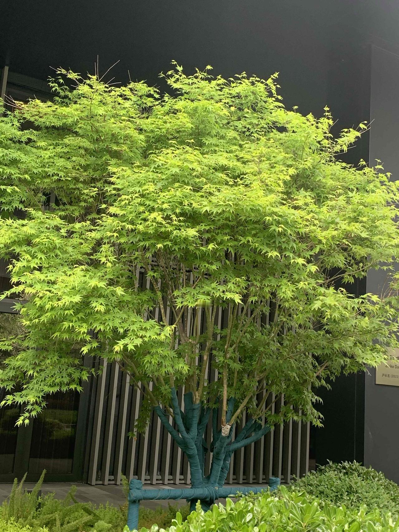 心态好不好，还真得由自己决定。生活中，总有各种不如意。有人遇到点挫折就怨天尤人