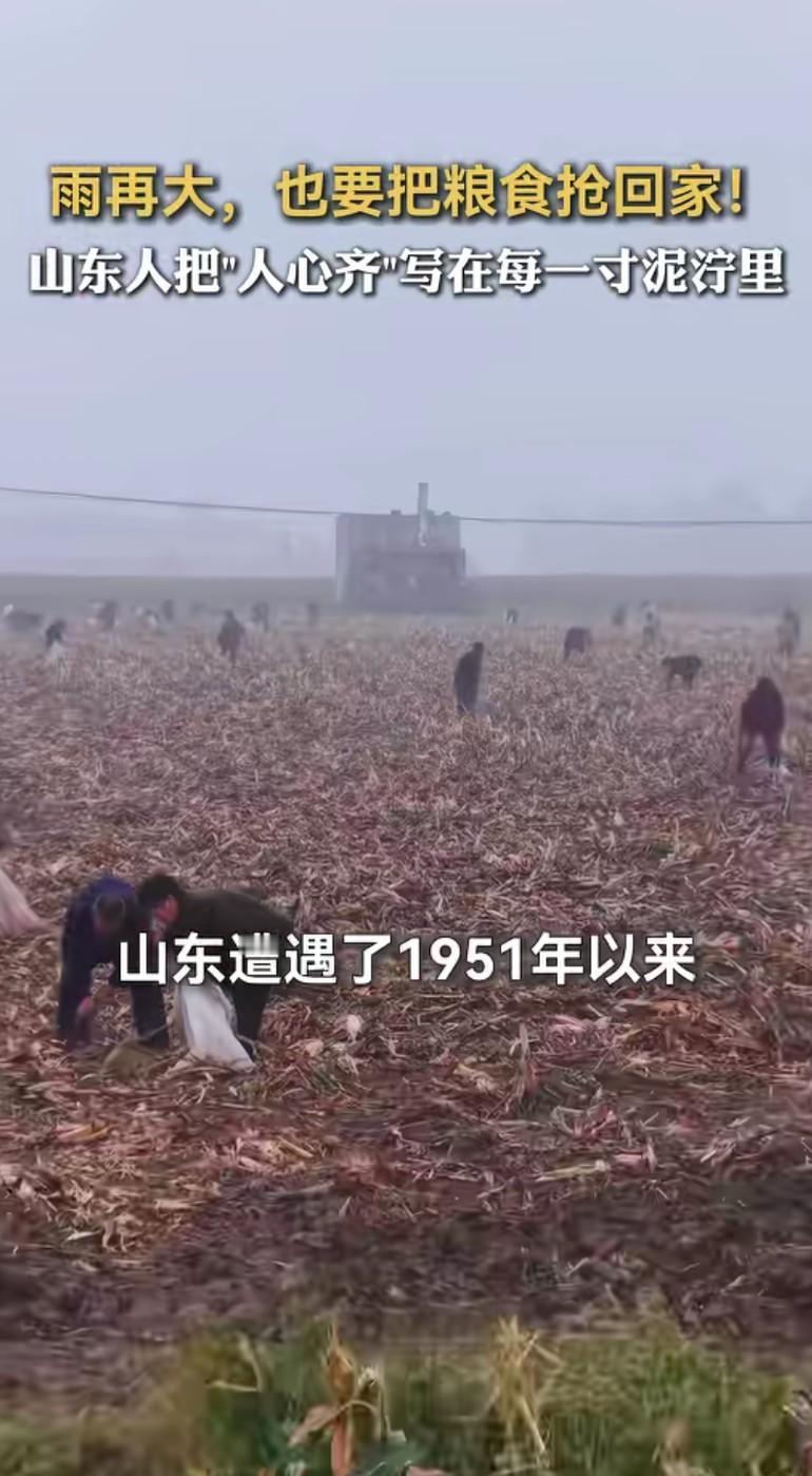 泥泞里的“粮”心：写在山东田野上的深情与担当这个秋天，山东的田野被一场罕见