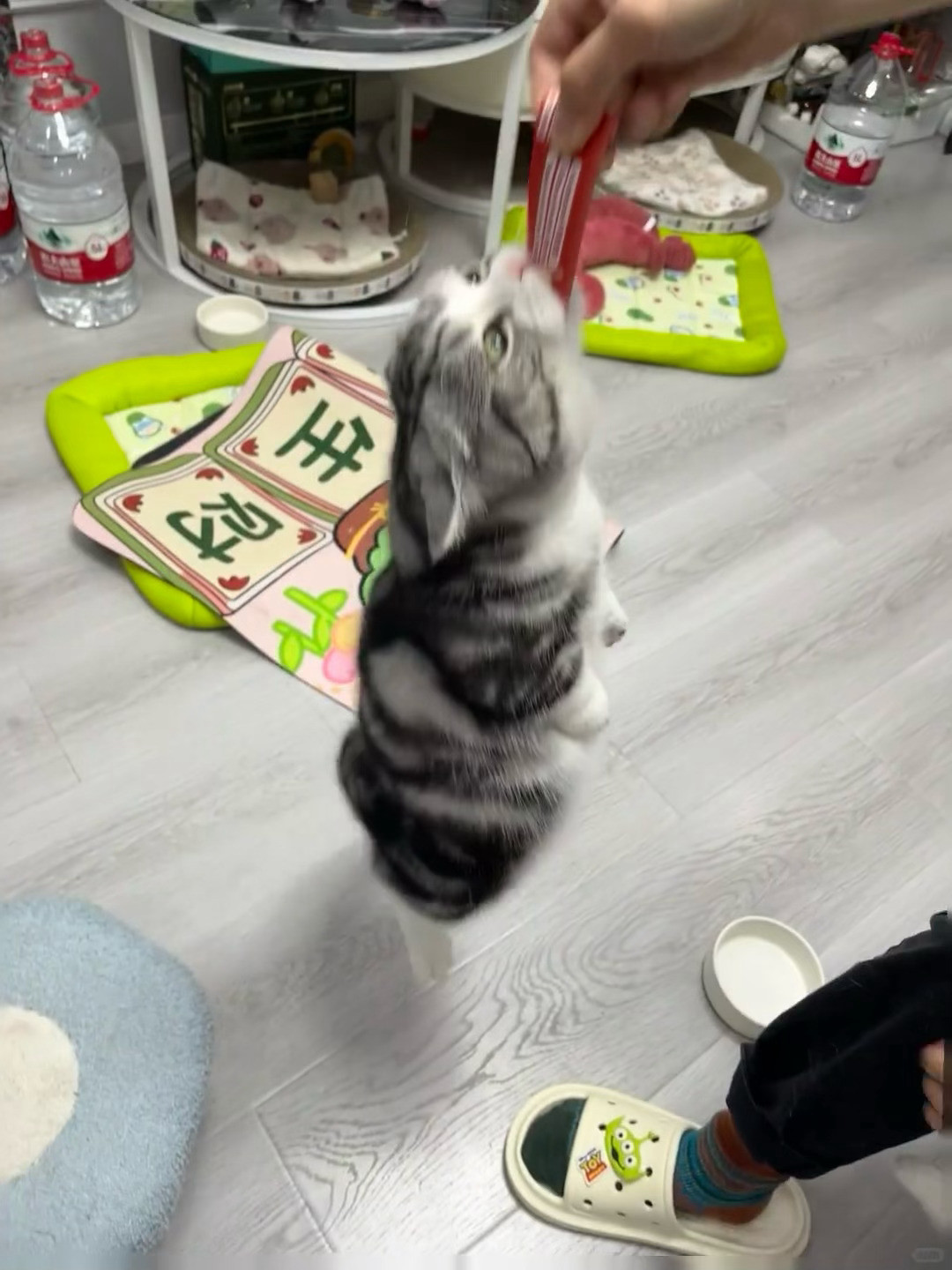 小猫这惊人的咬合力​​​