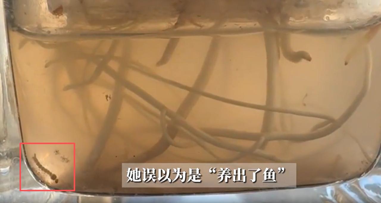 安徽合肥，女子在家养了个水培植物，最近发现水里面竟然出现会游动的小鱼，而且是自己