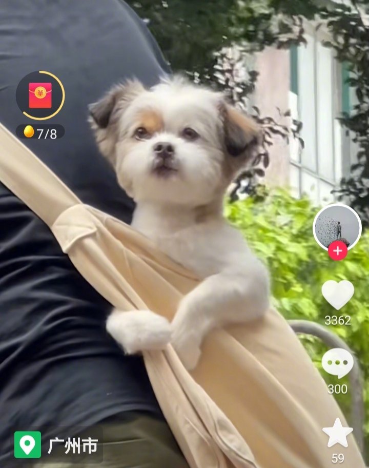 无论贫穷或富有，狗狗的幸福就是能时刻陪伴着主人。