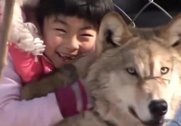 1987年，东北一3岁女孩救了小狼的命，竟然把它当成了玩伴，哪曾想！小狼长大后竟