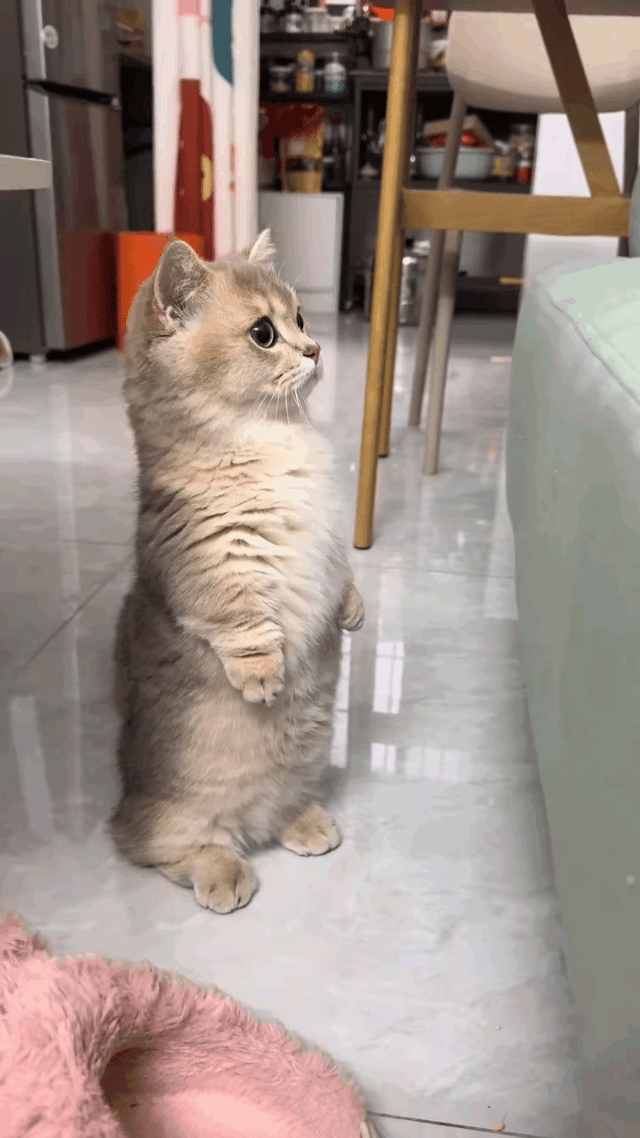 不懂就问为啥我家猫老师喜欢直立起身子呢？[思考]