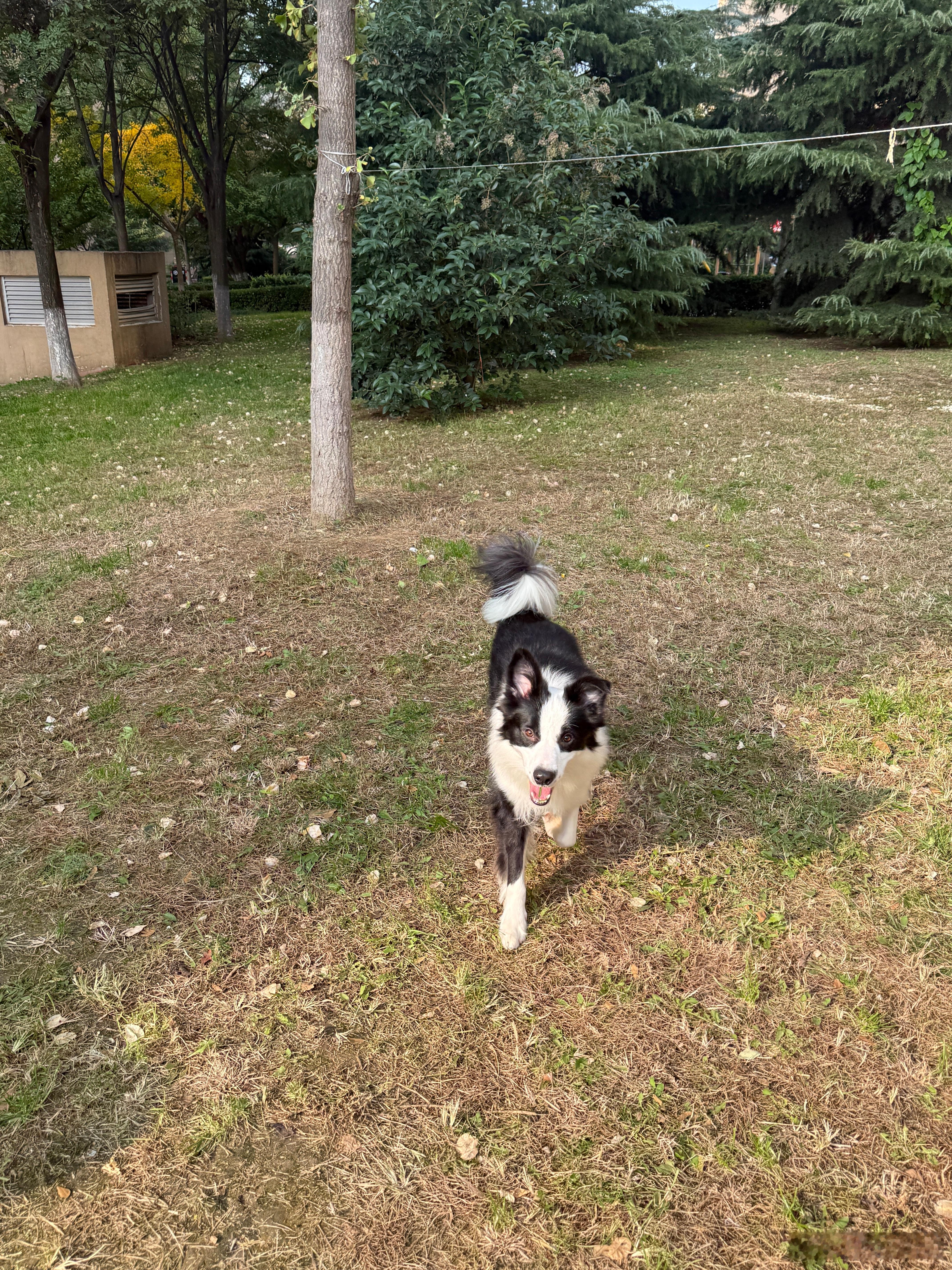 我家猫和狗已经养成了一种奇怪的默契每天早上七点半两只猫开始跑酷,导致我直接没有睡