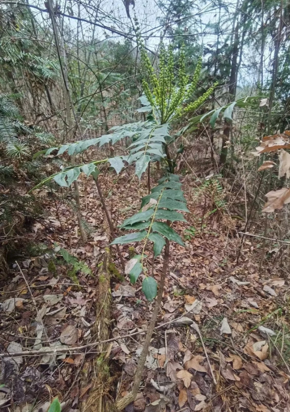 贵州，有一位老人扛着农具上山挖冬笋，在竹林旁边的空地上，发现了一棵以前从来没见过