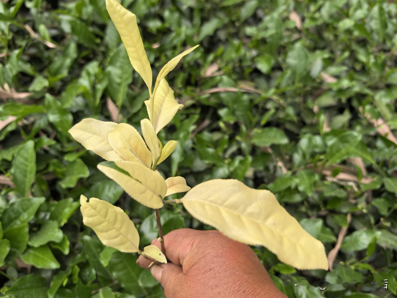 拼夕夕自作主张搞了个送货入村，整得我烦不胜烦。偶尔网购点啥我接孩子就顺路取了，他