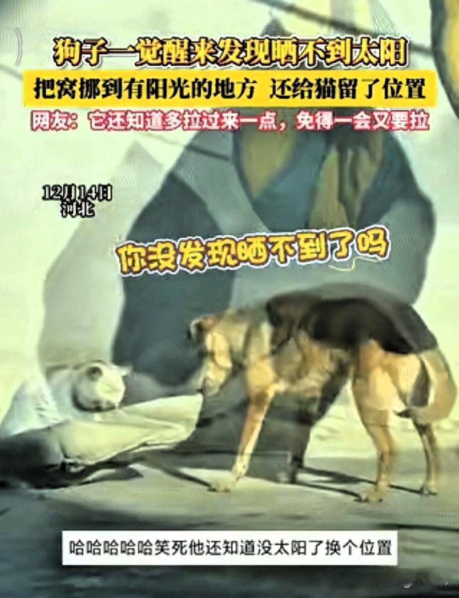 漂亮的小姐妹们🥰河北一狗和猫咪一起晒太阳，发现太阳晒不到了，立马拖着狗窝和