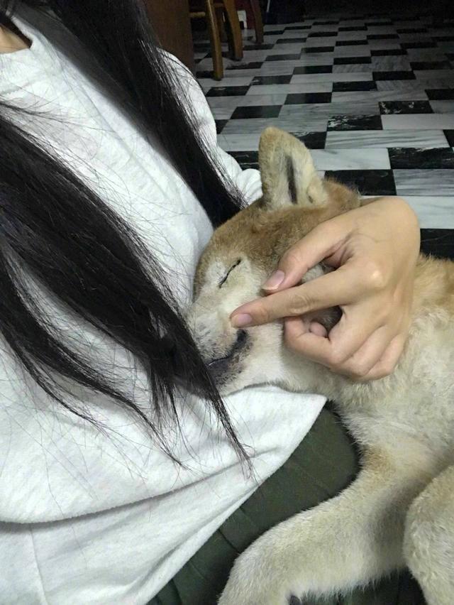 柴犬的身体也十分虚弱，有段时间连路都走不了了，