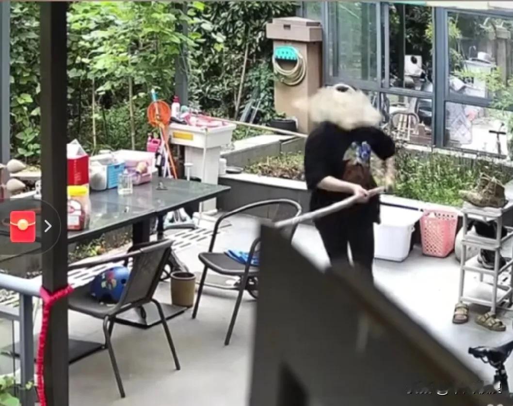 好子翻窗进入邻居家，拿着木棍将狗狗追打致死。之后还十分嚣张，拒不认账，后来公安人