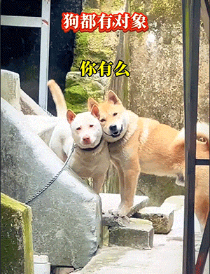 狗都有对象，你有吗？
