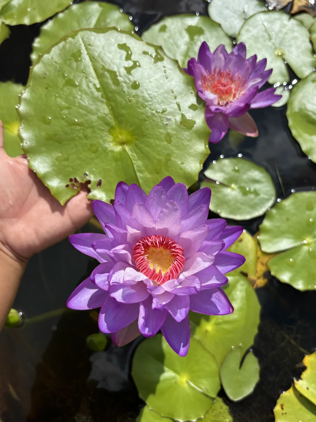 花叶比例真好