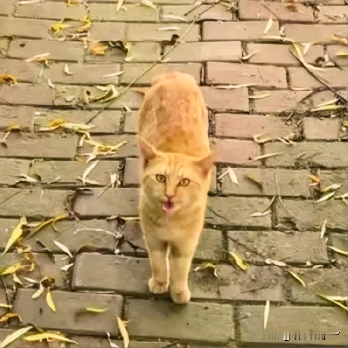 在公园的角落，有这么一对流浪猫母子。橘猫小橘因找不到10岁的猫妈妈，急得食不知味