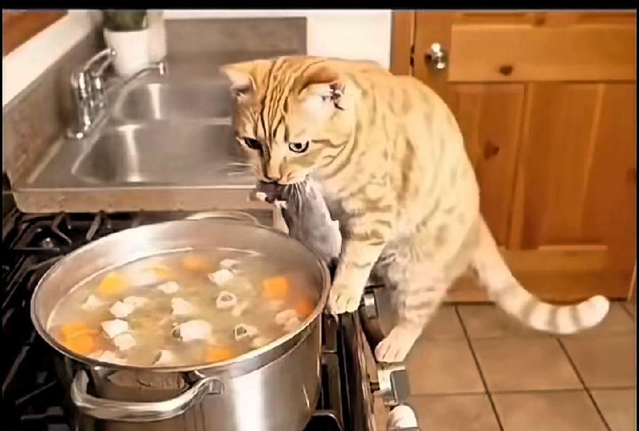 嗯，怎么又在炖肉？怎么老是猪肉啊？今天我给你添点“料”！铲屎官正炖着猪肉呢，没