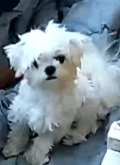 我的狗从监控里听见我叫他就这样