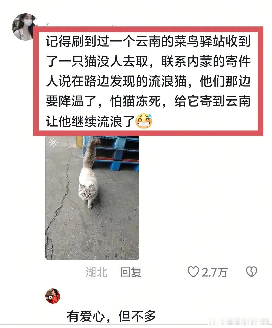 猫：这给我干哪来了这还是国内吗猫​​​