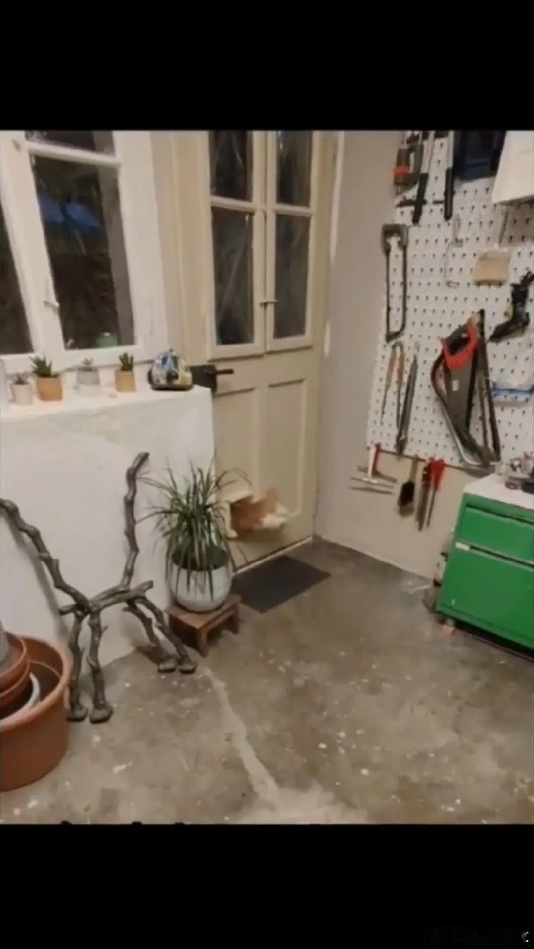 它演示它现在有多艰难😂萌宠宠物