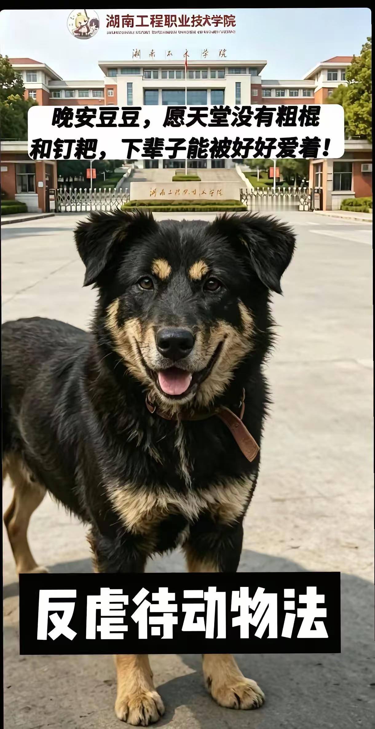 把动物当宠物养，这本身就是一种虐待，不仅限制了动物的自由，很多主人还给它们做绝育