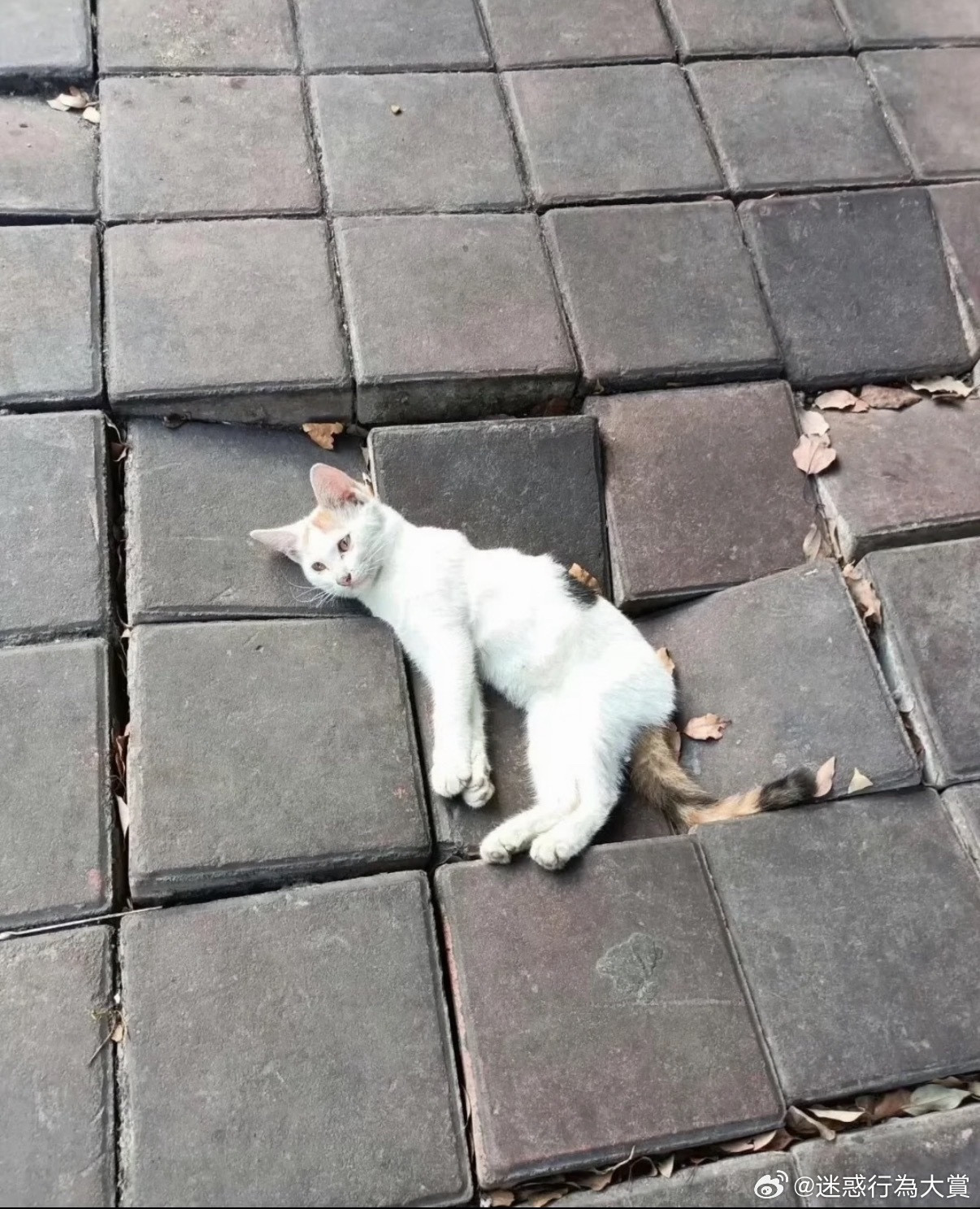 猫给地板砸坏了​​​